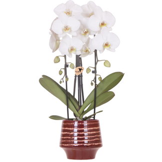 Witte Niagara Falls orchidee + Moonstone bordeaux sierpot – potmaat Ø12cm | bloeiende kamerplant – vers van de kweker