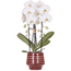 Witte Niagara Falls orchidee + Moonstone bordeaux sierpot – potmaat Ø12cm | bloeiende kamerplant – vers van de kweker