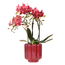 Rode Congo orchidee + Retro rood sierpot – potmaat Ø9cm | bloeiende kamerplant – vers van de kweker