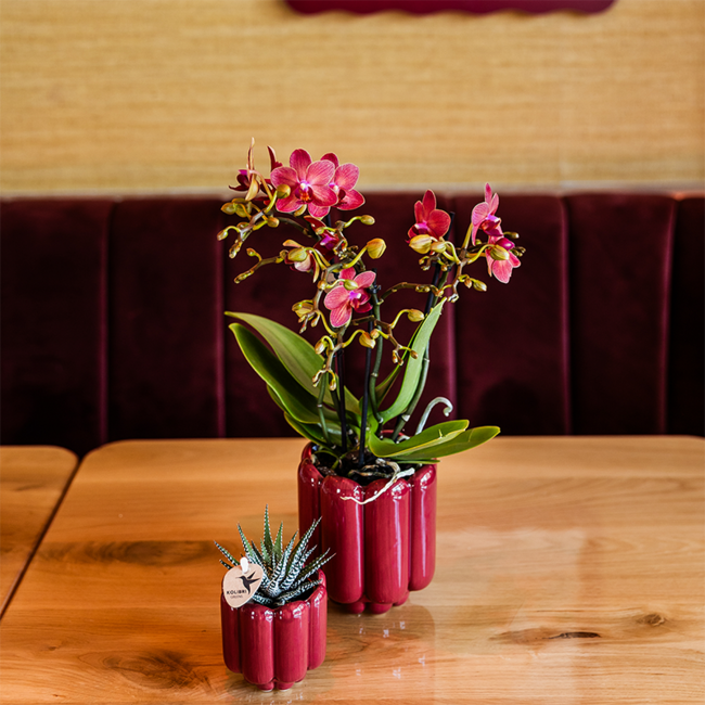 Rode Congo orchidee + Retro rood sierpot – potmaat Ø9cm | bloeiende kamerplant – vers van de kweker