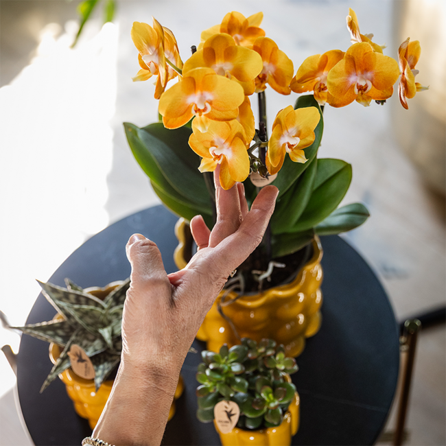 Oranje/gele Las Vegas orchidee + Retro oker sierpot - potmaat Ø12cm | bloeiende kamerplant – vers van de kweker