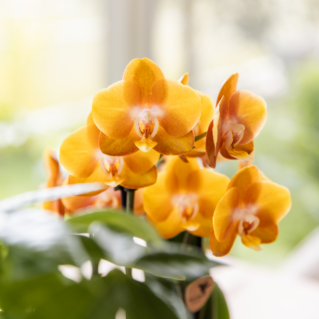 Oranje/gele Las Vegas orchidee + Retro oker sierpot - potmaat Ø12cm | bloeiende kamerplant – vers van de kweker