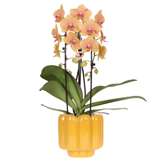 Sunny Bunny orchidee geel/roze + Retro oker sierpot – potmaat Ø12cm | bloeiende kamerplant – vers van de kweker