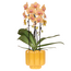 Sunny Bunny orchidee geel/roze + Retro oker sierpot – potmaat Ø12cm | bloeiende kamerplant – vers van de kweker