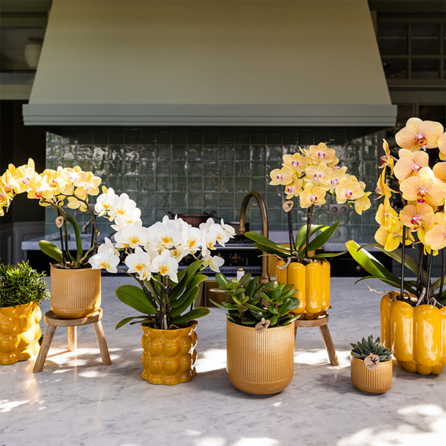 Sunny Bunny orchidee geel/roze + Retro oker sierpot – potmaat Ø12cm | bloeiende kamerplant – vers van de kweker