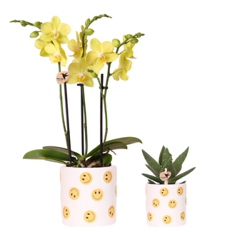 Plantenset Smiley | Gele Phalaenopsis Orchidee Albenga Ø9cm en Succulent incl. keramieken sierpotten