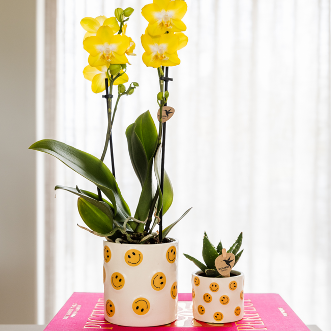 Plantenset Smiley | Gele Phalaenopsis Orchidee Albenga Ø9cm en Succulent incl. keramieken sierpotten