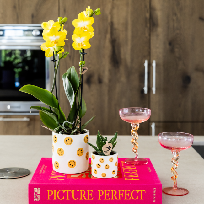 Plantenset Smiley | Gele Phalaenopsis Orchidee Albenga Ø9cm en Succulent incl. keramieken sierpotten