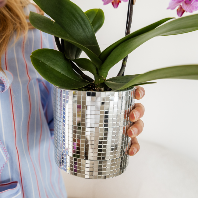 Paarse Vienna orchidee + Disco sierpot – potmaat Ø9cm | bloeiende kamerplant – vers van de kweker