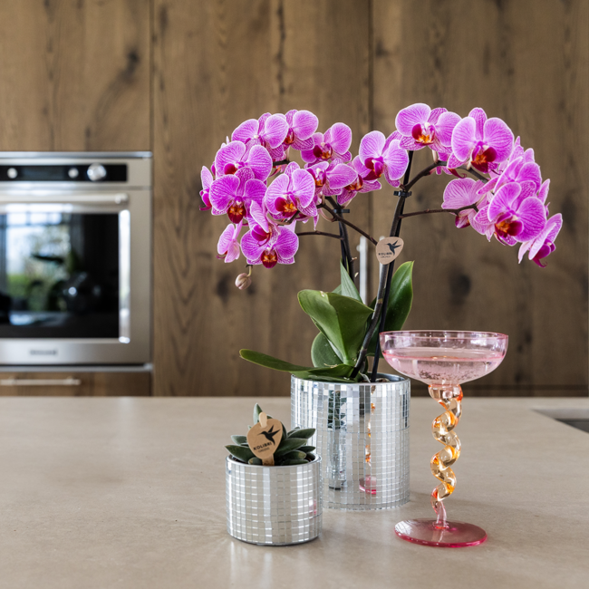 Paarse Vienna orchidee + Disco sierpot – potmaat Ø9cm | bloeiende kamerplant – vers van de kweker
