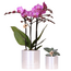 Plantenset Disco | Paarse Vienna orchidee Ø9cm + Succulent incl. keramieken sierpotten