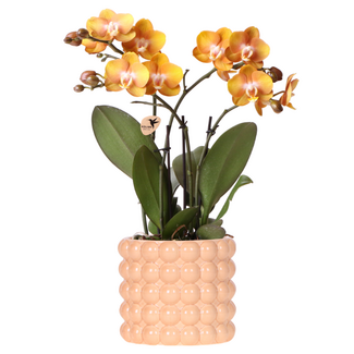 Las Vegas orchidee oranje/geel + Poppy Peach sierpot – potmaat Ø12cm | bloeiende kamerplant – vers van de kweker