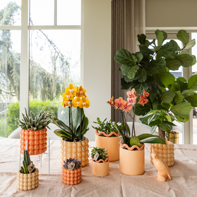 Las Vegas orchidee oranje/geel + Poppy Peach sierpot – potmaat Ø12cm | bloeiende kamerplant – vers van de kweker