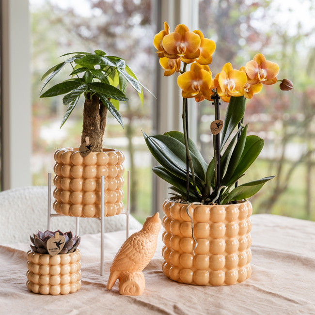 Las Vegas orchidee oranje/geel + Poppy Peach sierpot – potmaat Ø12cm | bloeiende kamerplant – vers van de kweker