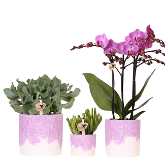 Plantenset Bloom Purple | Paarse Vienna orchidee + groene planten incl. sierpotten