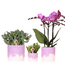 Plantenset Bloom Purple | Paarse Vienna orchidee + groene planten incl. sierpotten