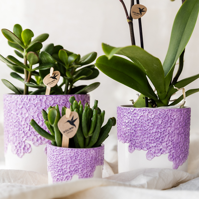 Plantenset Bloom Purple | Paarse Vienna orchidee + groene planten incl. sierpotten