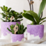 Plantenset Bloom Purple | Paarse Vienna orchidee + groene planten incl. sierpotten