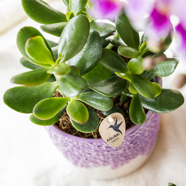 Plantenset Bloom Purple | Paarse Vienna orchidee + groene planten incl. sierpotten