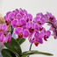 Plantenset Bloom Purple | Paarse Vienna orchidee + groene planten incl. sierpotten