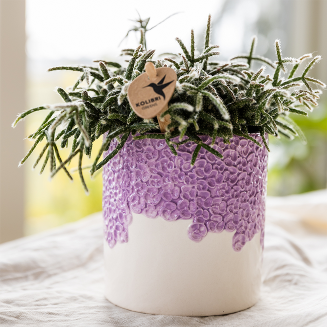 Plantenset Bloom Purple | Paarse Vienna orchidee + groene planten incl. sierpotten