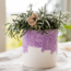 Plantenset Bloom Purple | Paarse Vienna orchidee + groene planten incl. sierpotten