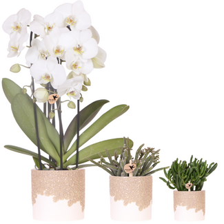 Plantenset Bloom Sand | Witte Niagara Falls orchidee 12cm + groene planten incl. Bloom Sand sierpotten