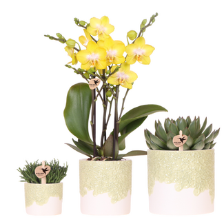 Plantenset Bloom Green | Gele Albenga orchidee 9cm + groene planten incl. sierpotten