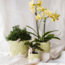 Plantenset Bloom Green | Gele Albenga orchidee 9cm + groene planten incl. sierpotten