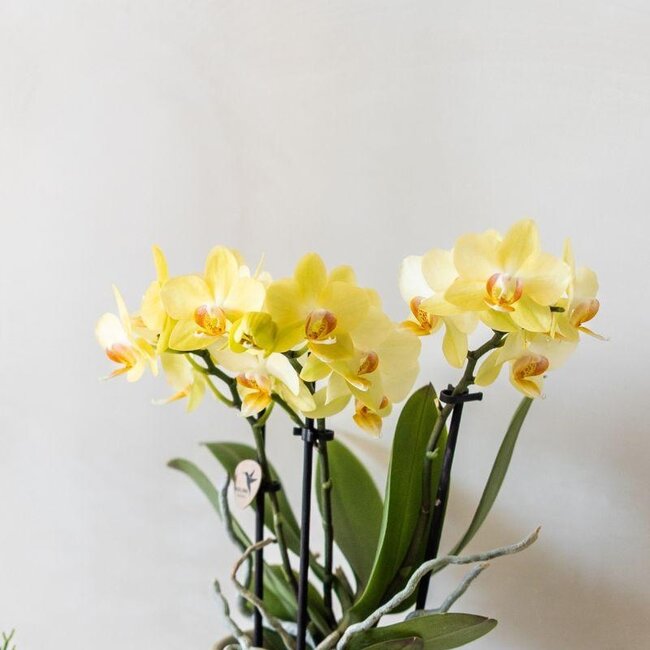 Plantenset Bloom Green | Gele Albenga orchidee 9cm + groene planten incl. sierpotten