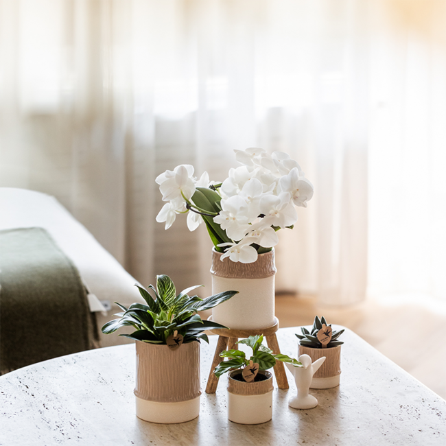 Plantenset Bamboe | Witte Amabilis orchidee Ø9cm + groene plant incl. keramiek sierpotten