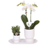 Cadeauset Diabolo wit | Witte Amabilis orchidee 9cm + groene plant incl. witte sierpotten & ovaal dienblad