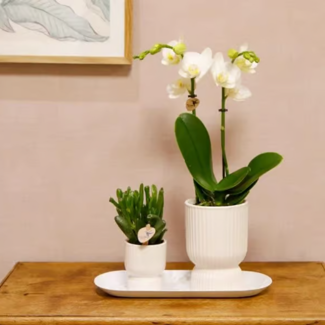 Cadeauset Diabolo wit | Witte Amabilis orchidee 9cm + groene plant incl. witte sierpotten & ovaal dienblad