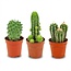 Mini Cactus Set - 3 Stuks - Ø 5.5 cm - Hoogte: 5-10 cm