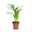 Areca Dypsis Lutescens Goudpalm - Ø 12 cm - Hoogte: 40 cm