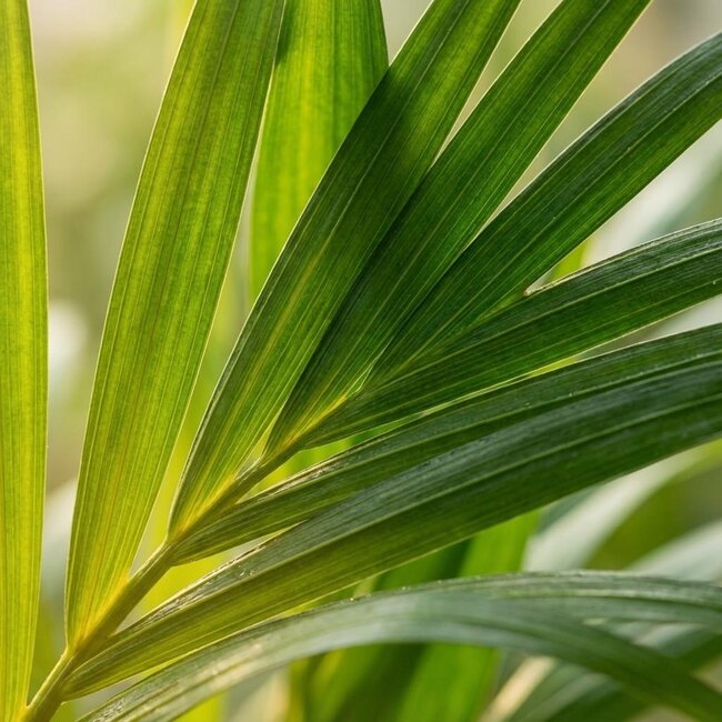 Areca Dypsis Lutescens Goudpalm - Ø 12 cm - Hoogte: 40 cm