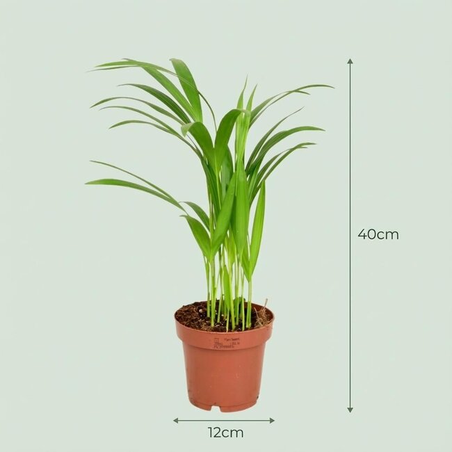Areca Dypsis Lutescens Goudpalm - Ø 12 cm - Hoogte: 40 cm