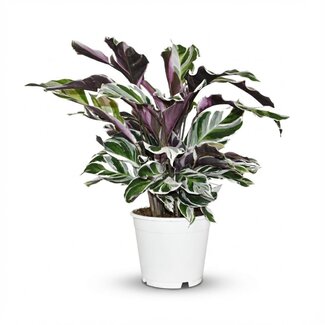 Calathea Fushion Wit - Ø 14 cm - Hoogte: 35 - 40 cm