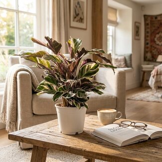 Calathea Fushion Wit - Ø 14 cm - Hoogte: 35 - 40 cm