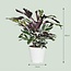Calathea Fushion Wit - Ø 14 cm - Hoogte: 35 - 40 cm