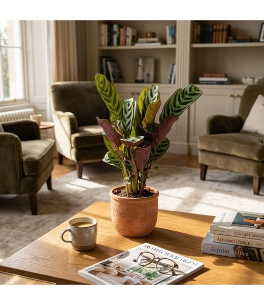 Ctenathe Burle-Marxii - Ø 14 cm - Hoogte: 35 - 40 cm