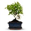 Bonsai Bol vorm Boom - Hoogte: 25-30 cm (mix keramiek)