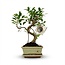 Bonsai S vorm Boom - Ø 15 cm - Hoogte: 30-35 cm (mix keramiek)