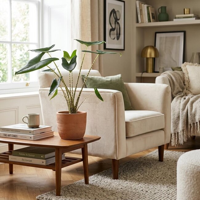 Alocasia Zebrina - Ø 21 cm - Hoogte: 70 - 75 cm