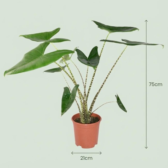 Alocasia Zebrina - Ø 21 cm - Hoogte: 70 - 75 cm