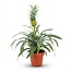 Ananasplant Mi Amigo - Ø 12 cm - Hoogte: 35 - 40 cm