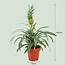 Ananasplant Mi Amigo - Ø 12 cm - Hoogte: 35 - 40 cm