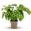 Monstera Adansonii Monkey Mask - Ø 12 cm - Hoogte: 25-35cm