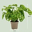 Monstera Adansonii Monkey Mask - Ø 12 cm - Hoogte: 25-35cm