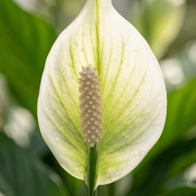 Spathiphyllum - Ø 12 cm - Hoogte: 35 - 40 cm